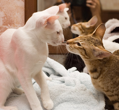 Ориентальная любовь. Первый шаг