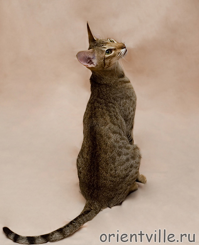 Zima Sueno de Pantera. 9 month