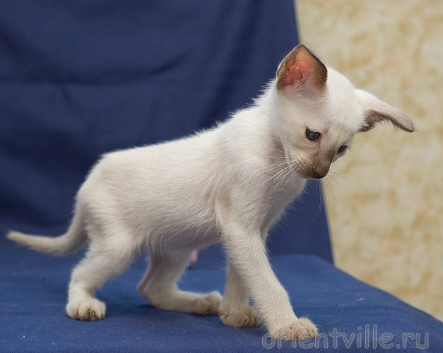 Orientville's Asterix