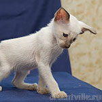 Orientville's Asterix