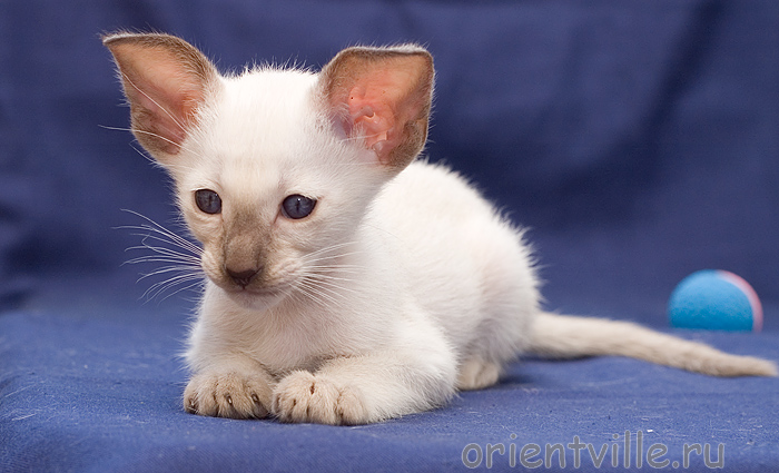 Orientville's Asterix