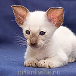 Orientville's Asterix