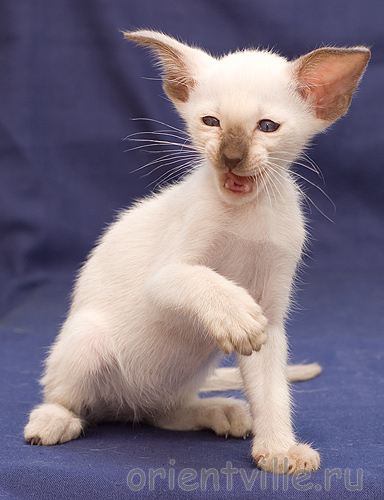 Orientville's Asterix