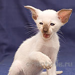 Сиамский кот