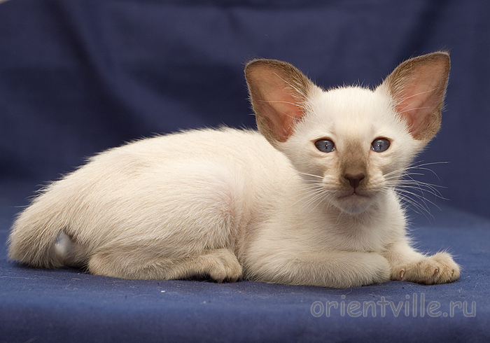 Orientville's Asterix