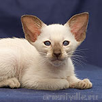 Orientville's Asterix