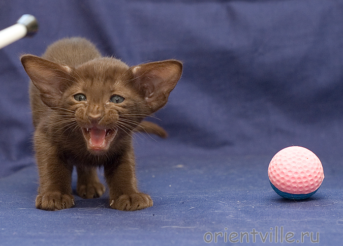 Orientville's Aurora