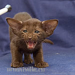 Orientville's Aurora