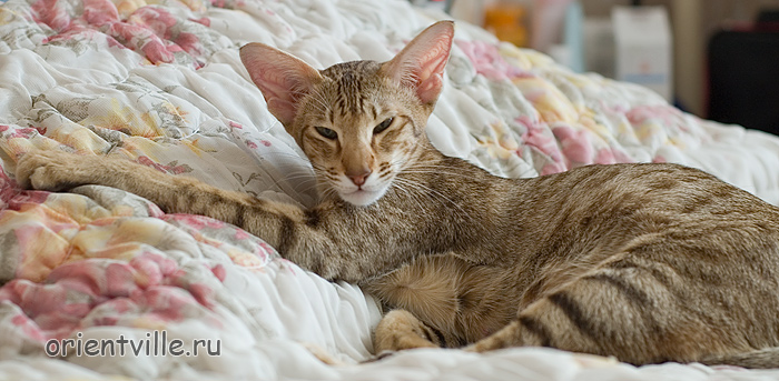 Zima Sueno de Pantera. 1 year (pregnant)