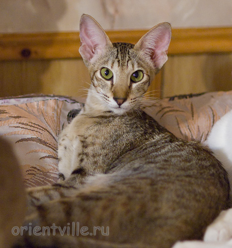 Габи. 7 месяцев