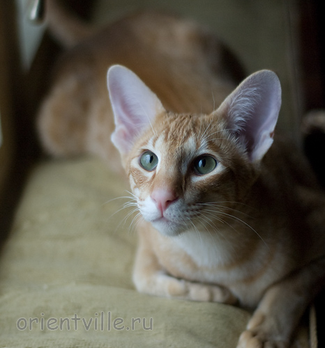 Хвостик. 7 месяцев