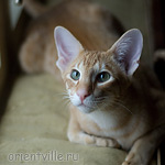 Хвостик. 7 месяцев