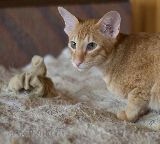 Хвостик. 7 месяцев