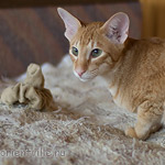 Хвостик. 7 месяцев