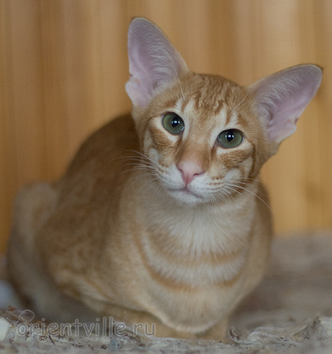 Хвостик. 7 месяцев