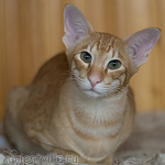 Хвостик. 7 месяцев