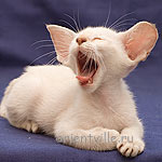 Сиамский кот