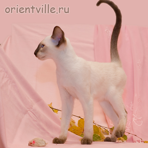 Orientville's Accoona_Matata