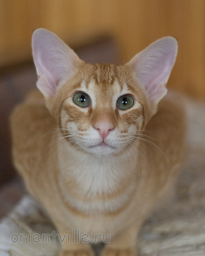 Хвостик. 7 месяцев