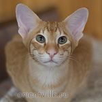 Хвостик. 7 месяцев