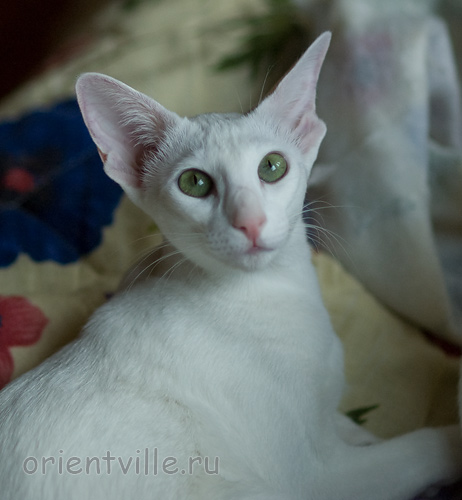 Галя. 7,5 месяцев