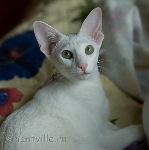 Галя. 7,5 месяцев