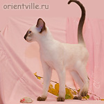 Orientville's Accoona_Matata