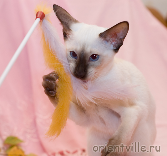 Orientville's Accoona_Matata