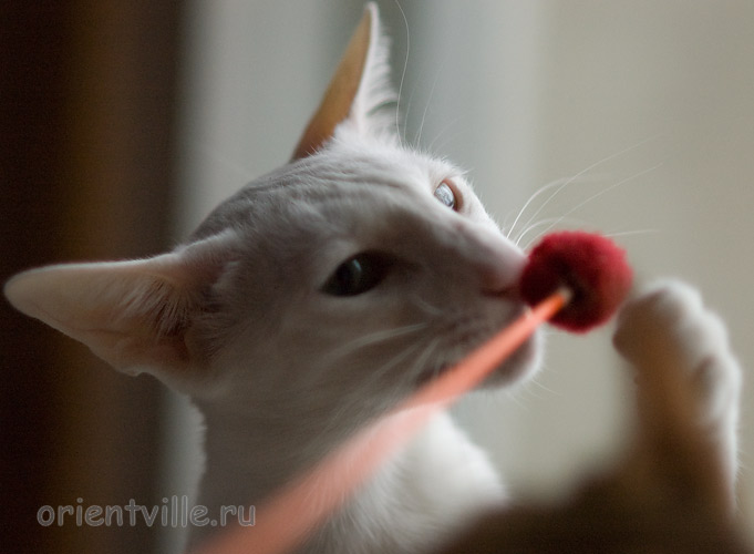 Ася в играх не уступает детям