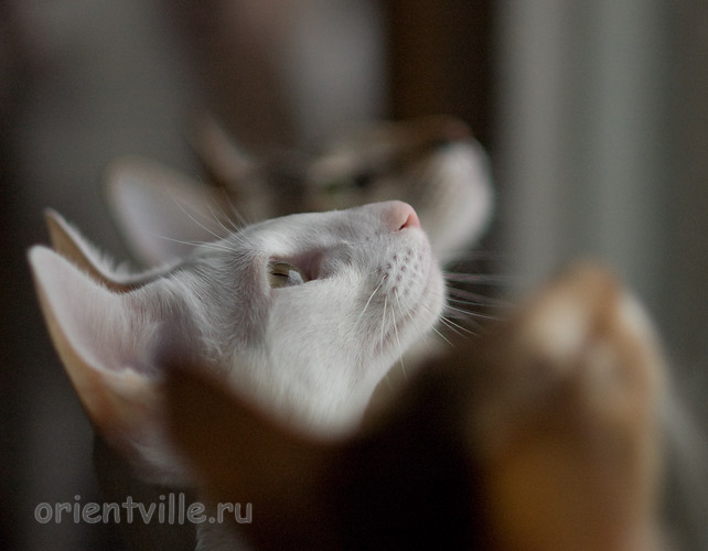 Клювики Фионы, Габи и Гали