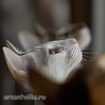 Клювики Фионы, Габи и Гали