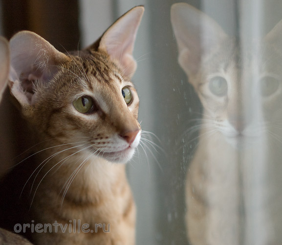 В оконном стекле отражаясь... Фиона