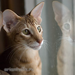 В оконном стекле отражаясь... Фиона
