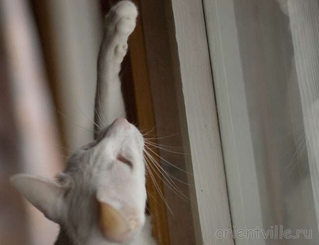 Асечкина рука