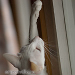 Асечкина рука