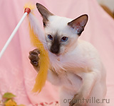 Сиамский котенок, 5 мес
