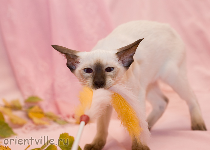 Orientville's Accoona_Matata