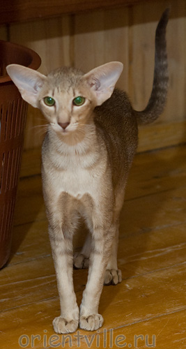 Mikado's Escada, 5.5 mnth