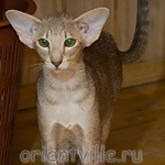 Mikado's Escada, 5.5 mnth