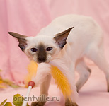 Orientville's Accoona_Matata