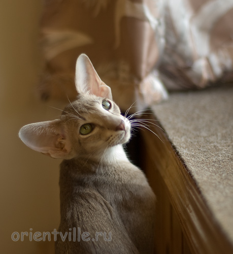 Mikado's Escada, 6 mnth