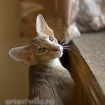 Mikado's Escada, 6 mnth