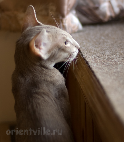 Mikado's Escada, 6 mnth