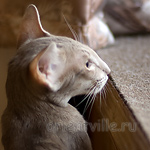 Mikado's Escada, 6 mnth