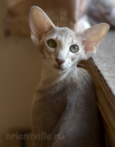 Mikado's Escada, 6 mnth