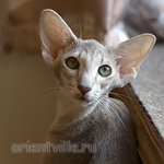 Mikado's Escada, 6 mnth