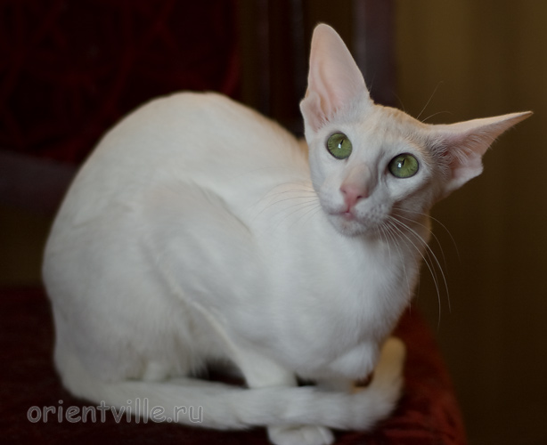 Галя. 10 месяцев