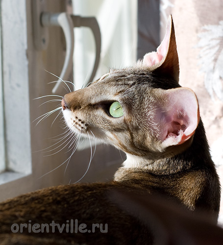 Габи. 11 месяцев