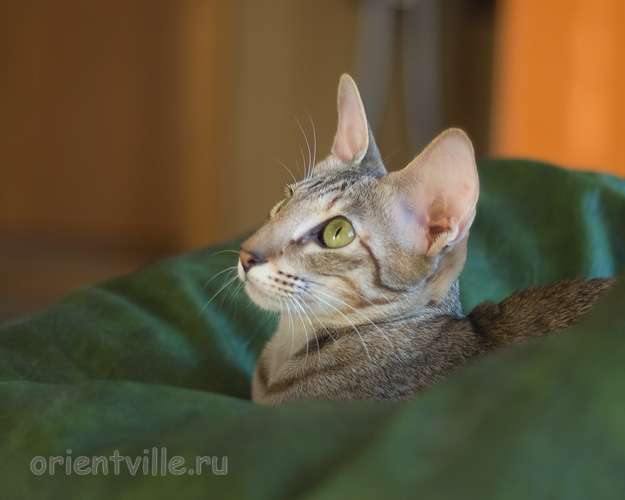 Габи. 11 месяцев