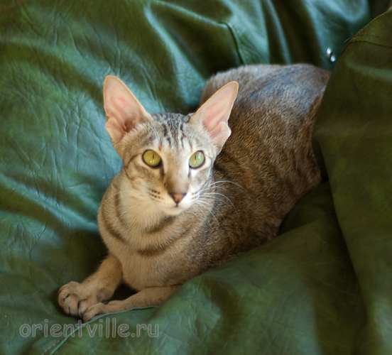 Габи. 11 месяцев